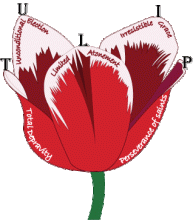 tulip_words