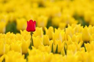 tulips-yellow-flowers-red-splendor-1730325-480x320